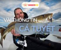 Vài thông tin về cá tuyết ?