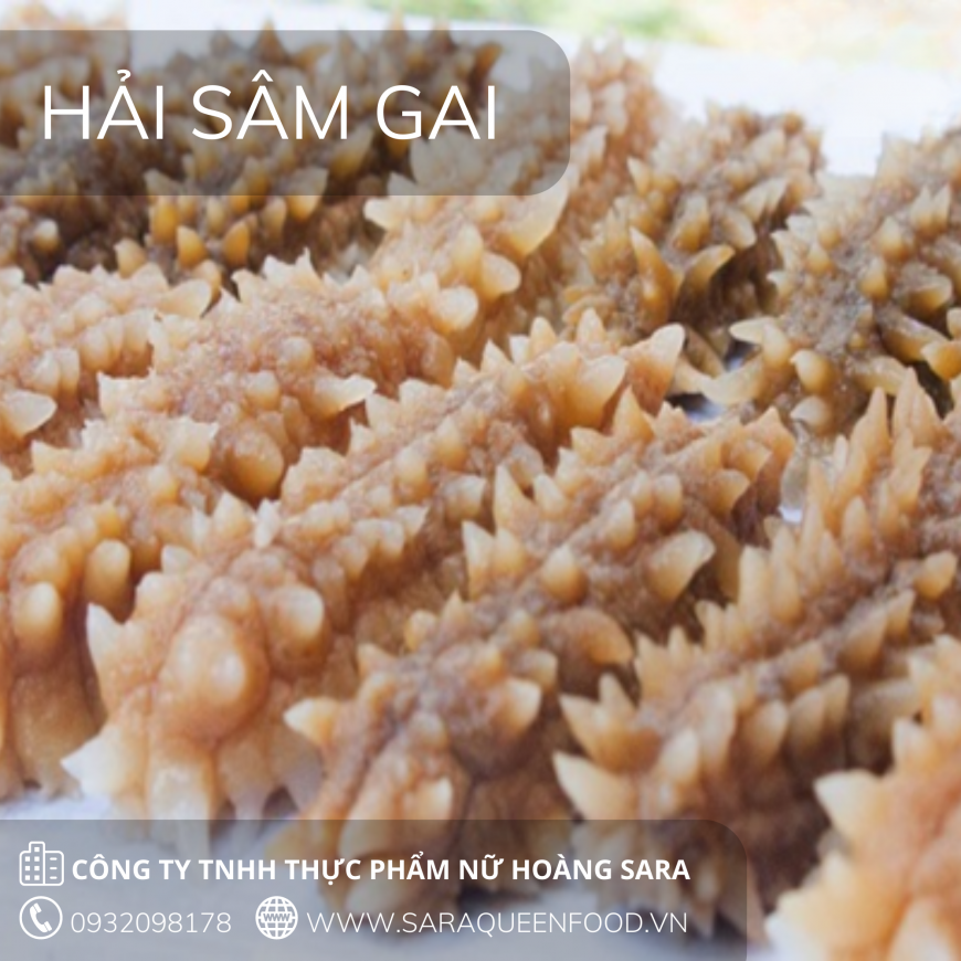 HẢI SÂM GAI