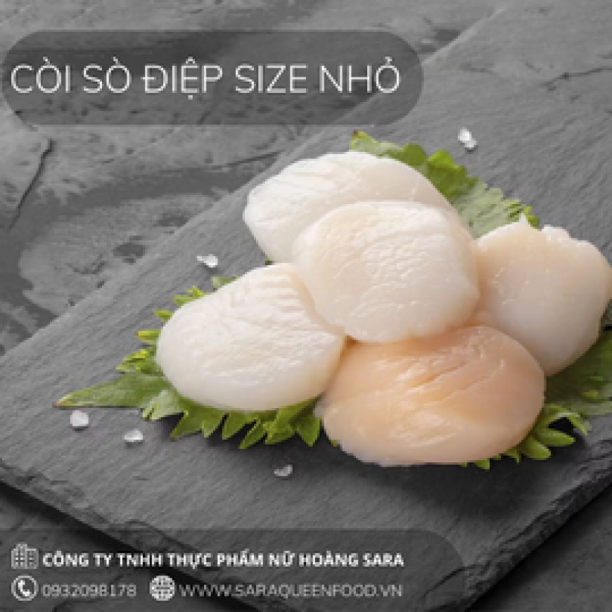 Còi Sò Điệp Size Nhỏ