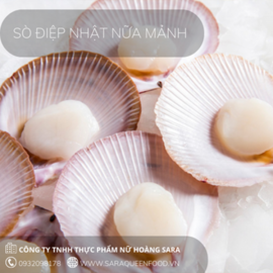 Sò điệp Nhật nữa mảnh 6/7 ( Size 9 - 11 con )