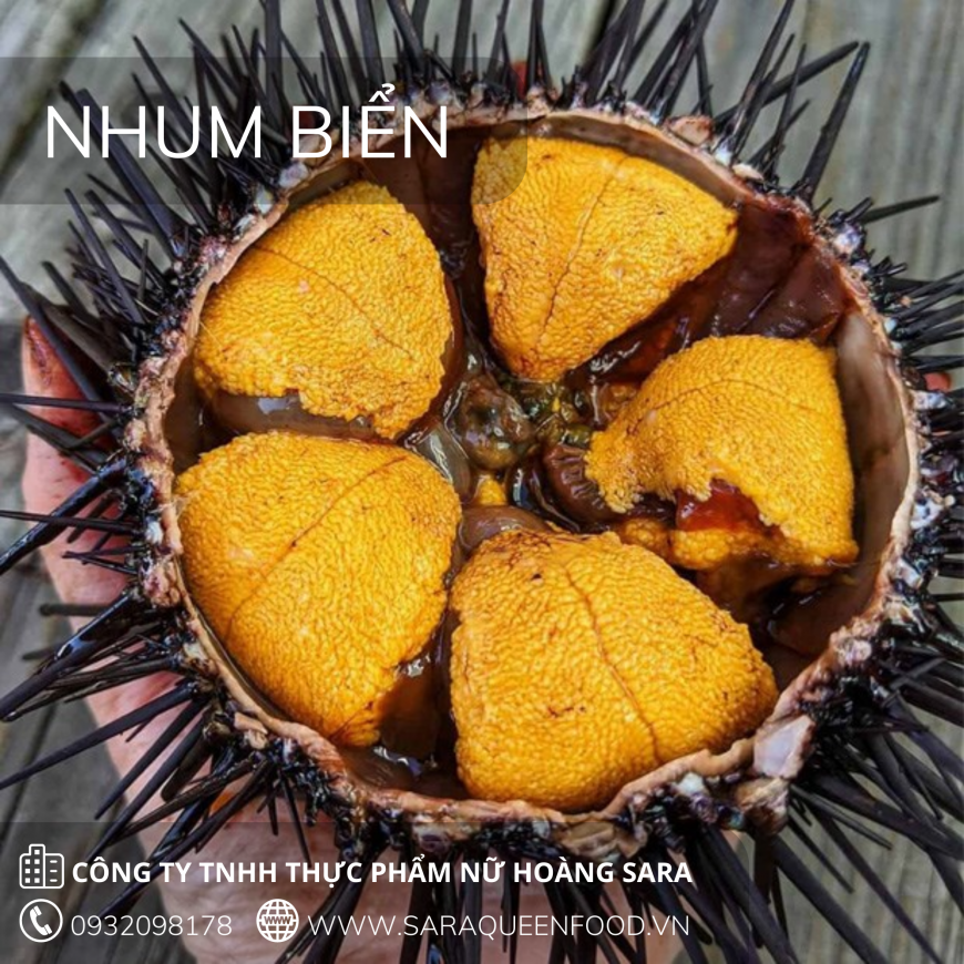NHUM BIỂN