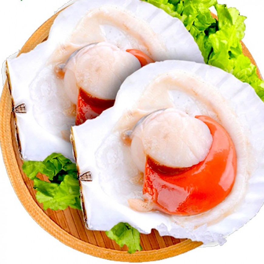 Sò Điệp Nhật  Nửa Mãnh 9/12